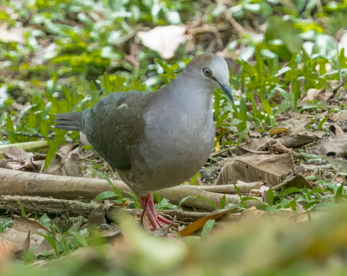 Gray-chested Dove - ML638942972