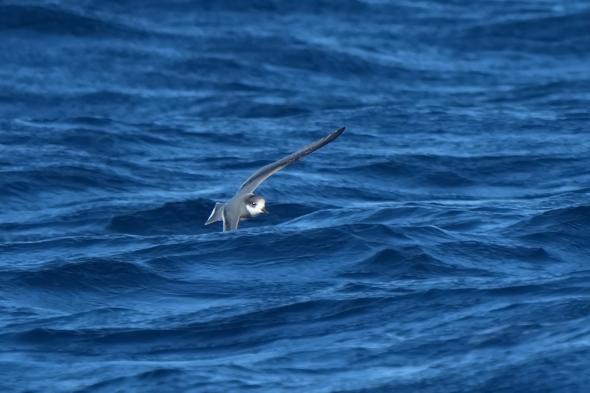 Blue Petrel - ML638943006