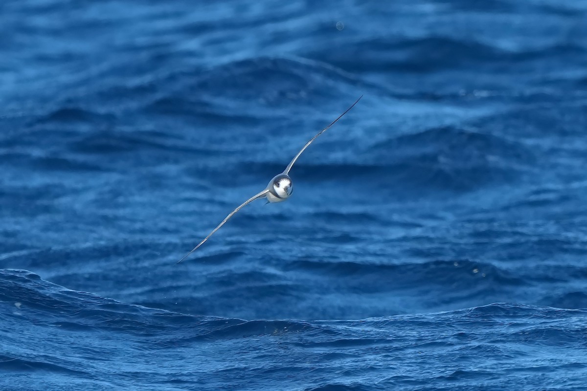 Blue Petrel - ML638943007