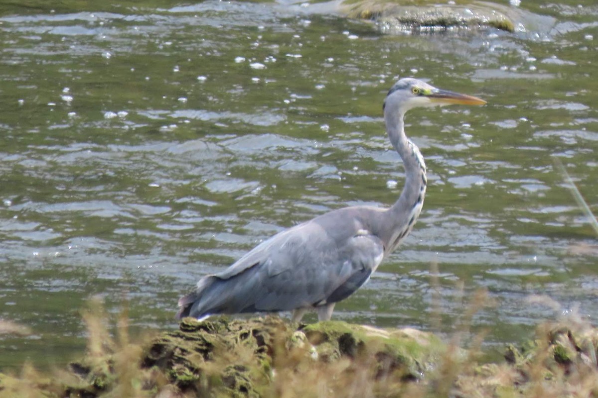 Gray Heron - ML638943051