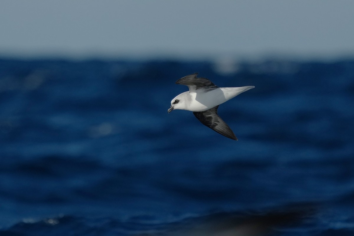 White-headed Petrel - ML638943088
