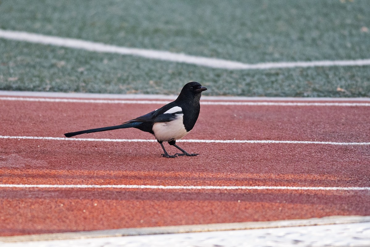 Oriental Magpie - ML638943138