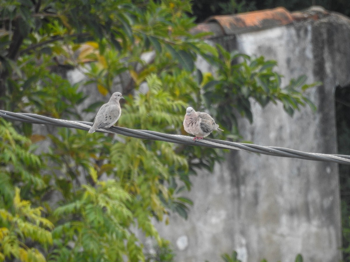 Eared Dove - ML638943169