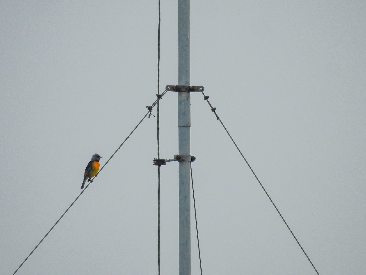 Blue-and-yellow Tanager - ML638943198