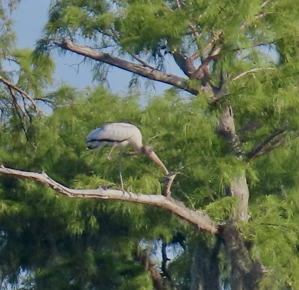 Wood Stork - ML638943200