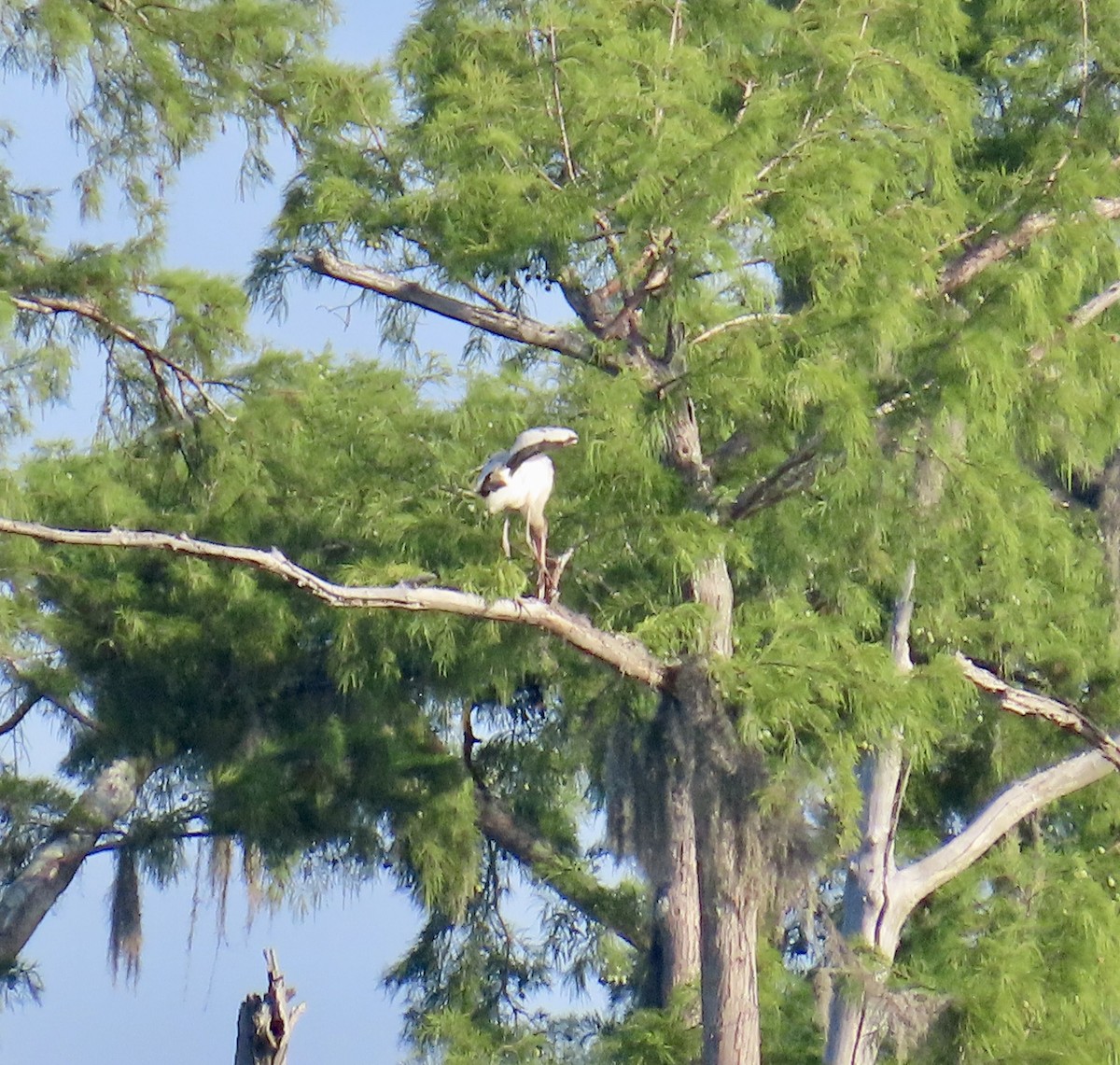 Wood Stork - ML638943201