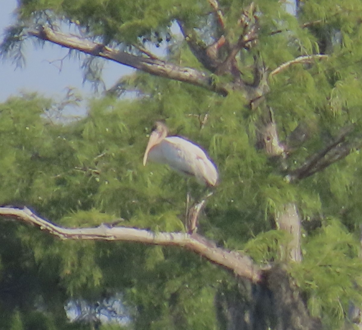 Wood Stork - ML638943202