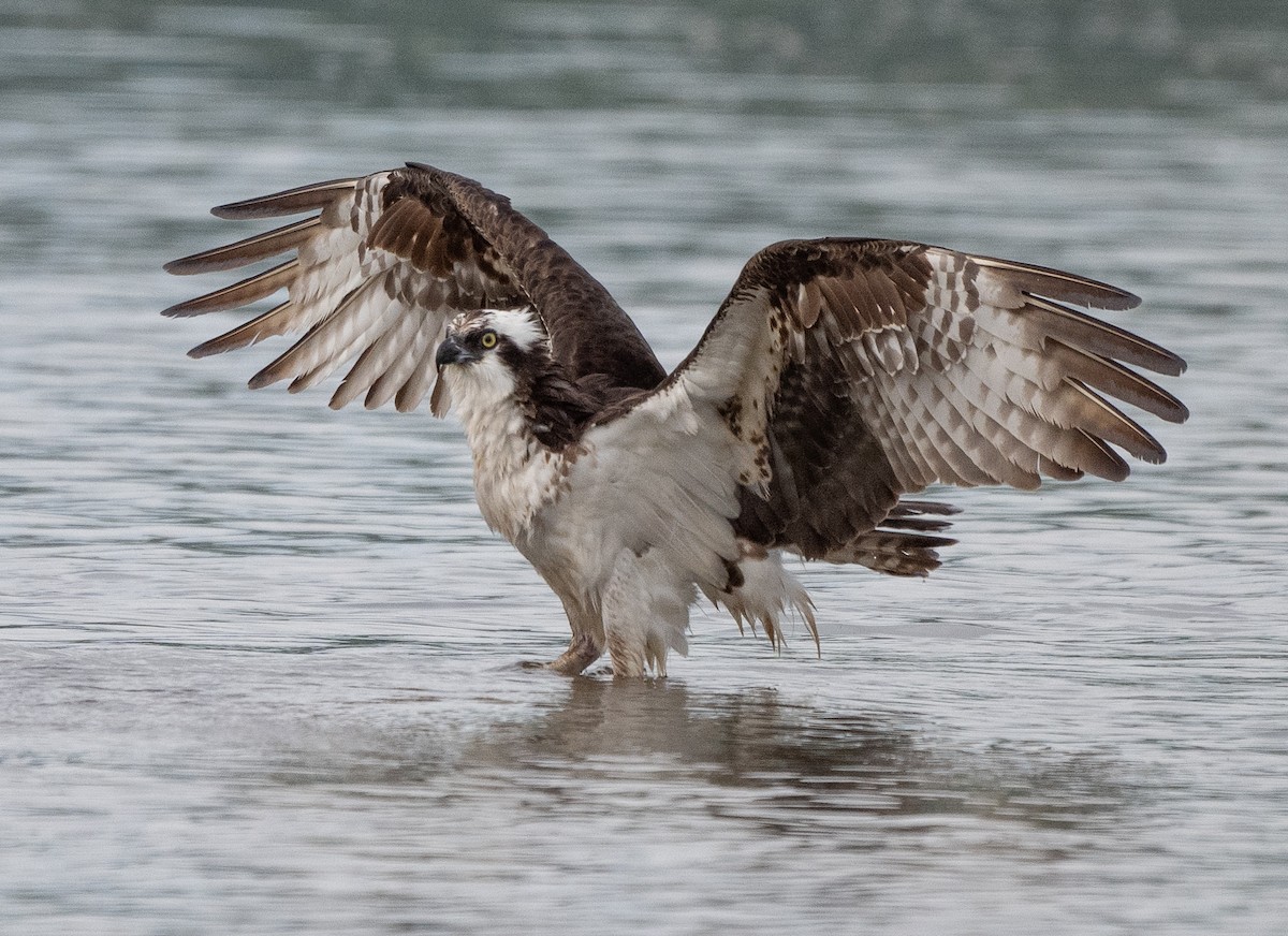 Osprey - ML638943226