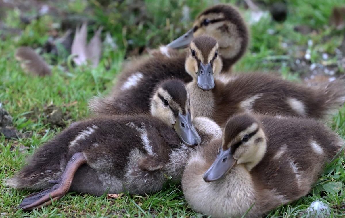 Mallard - ML638943254