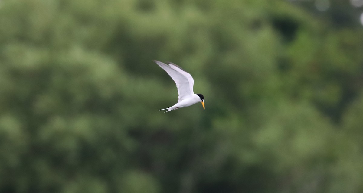 Least Tern - ML638943261
