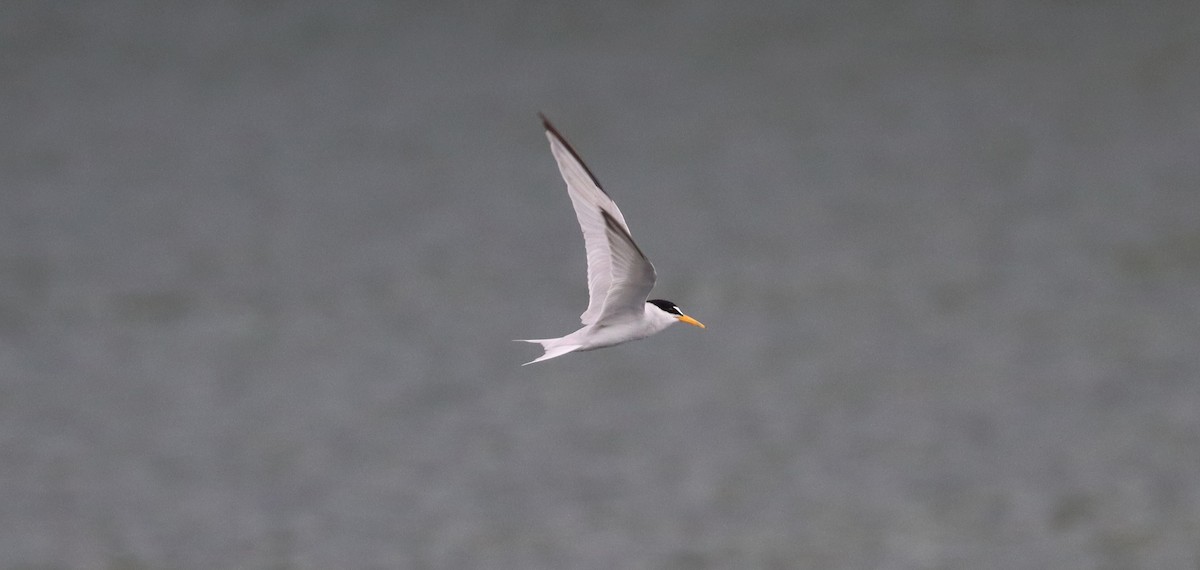 Least Tern - ML638943273