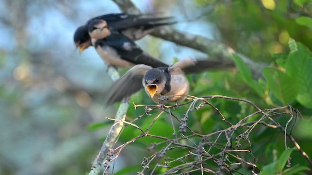 ツバメ（erythrogaster） - ML638943276