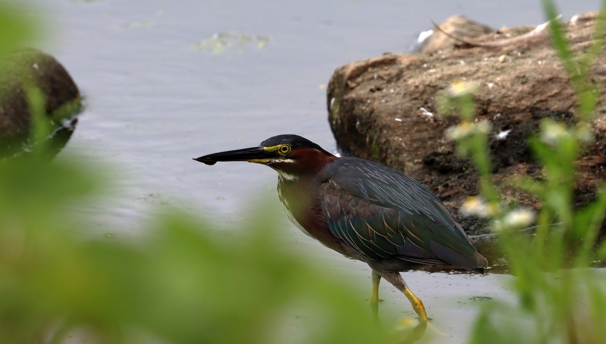 Green Heron - ML638943278