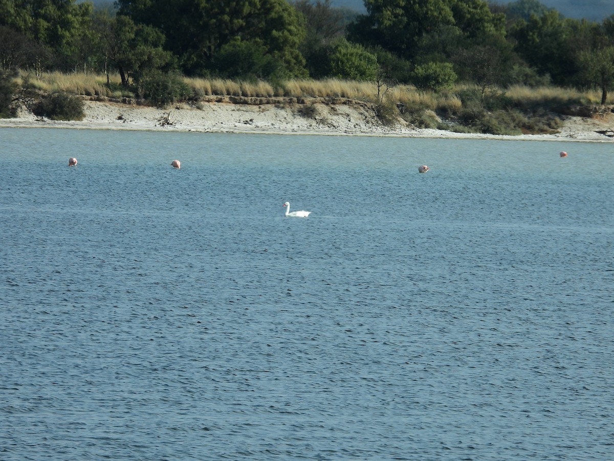 Coscoroba Swan - ML638943296