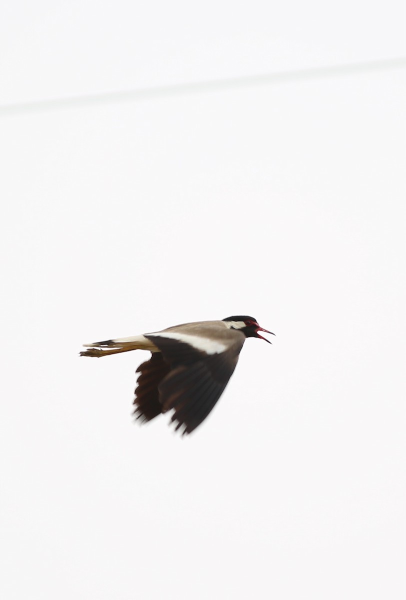 Red-wattled Lapwing - ML638943365