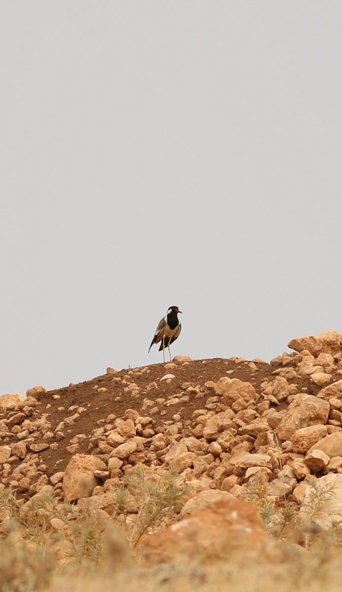 Red-wattled Lapwing - ML638943370