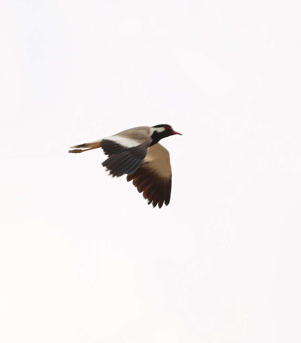Red-wattled Lapwing - ML638943371