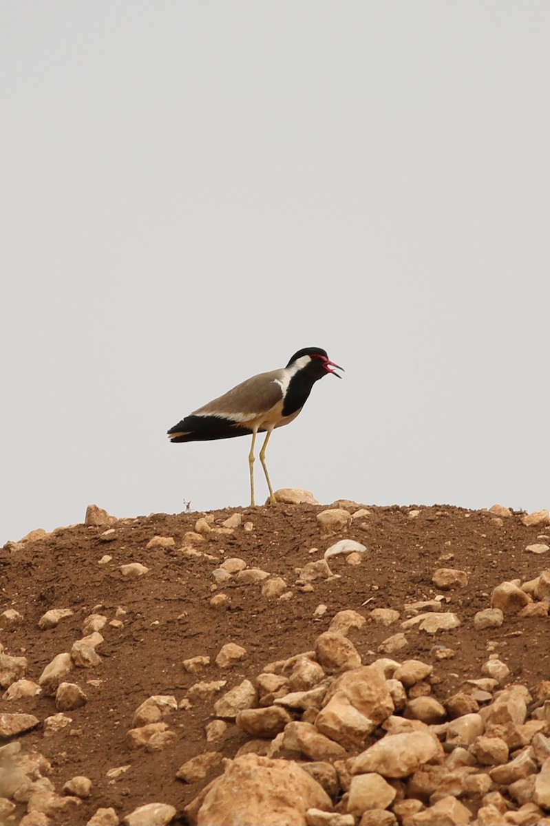 Red-wattled Lapwing - ML638943372