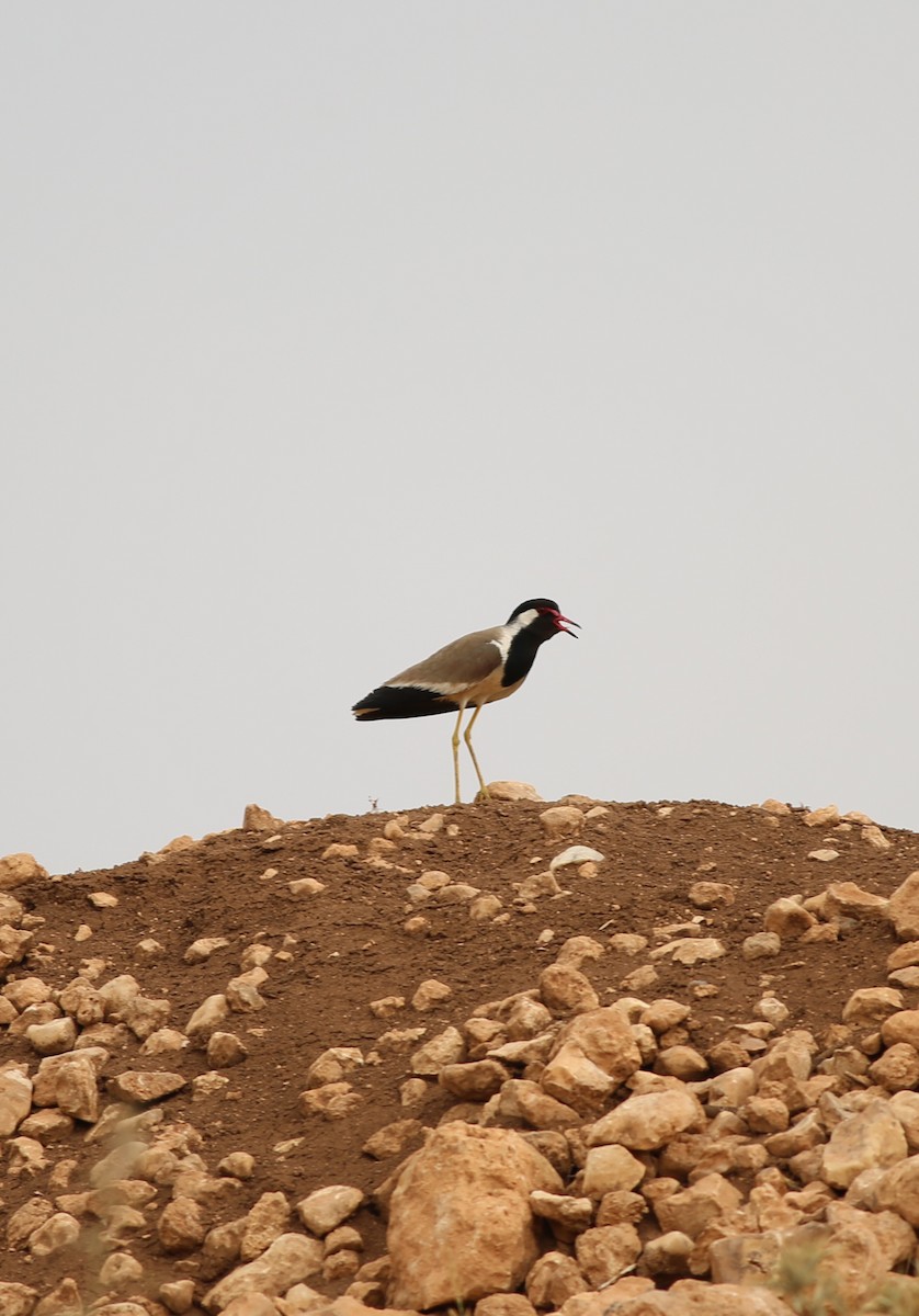 Red-wattled Lapwing - ML638943373