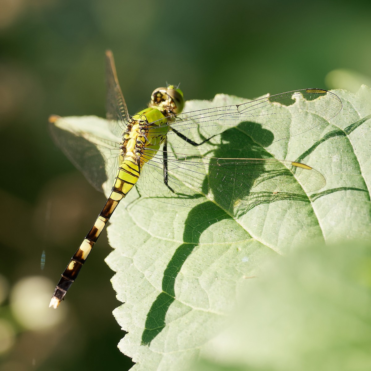 Eastern Pondhawk - ML638943388
