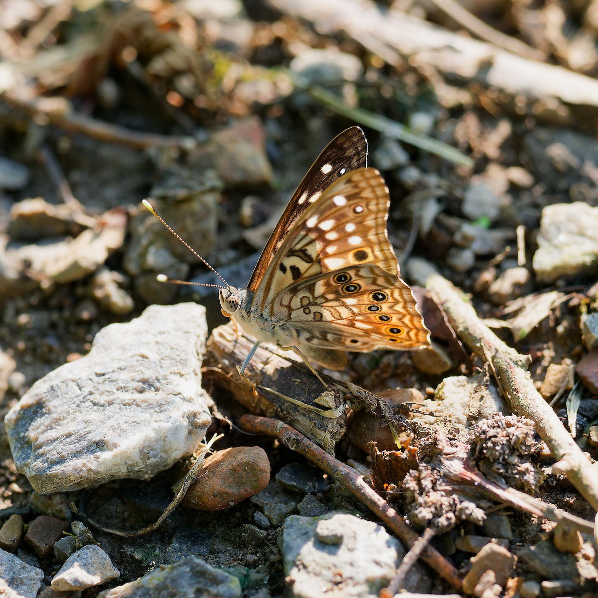 Hackberry Emperor - ML638943389