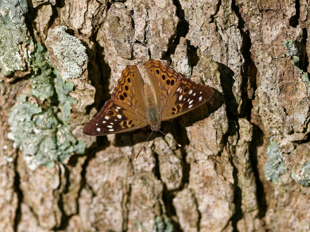 Insects - ML638943390