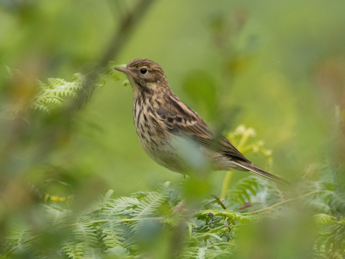 Meadow Pipit - ML638943400