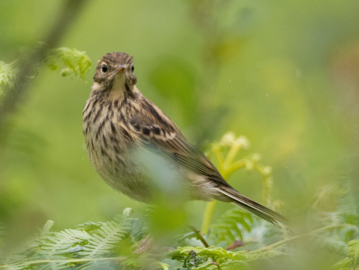 Meadow Pipit - ML638943409