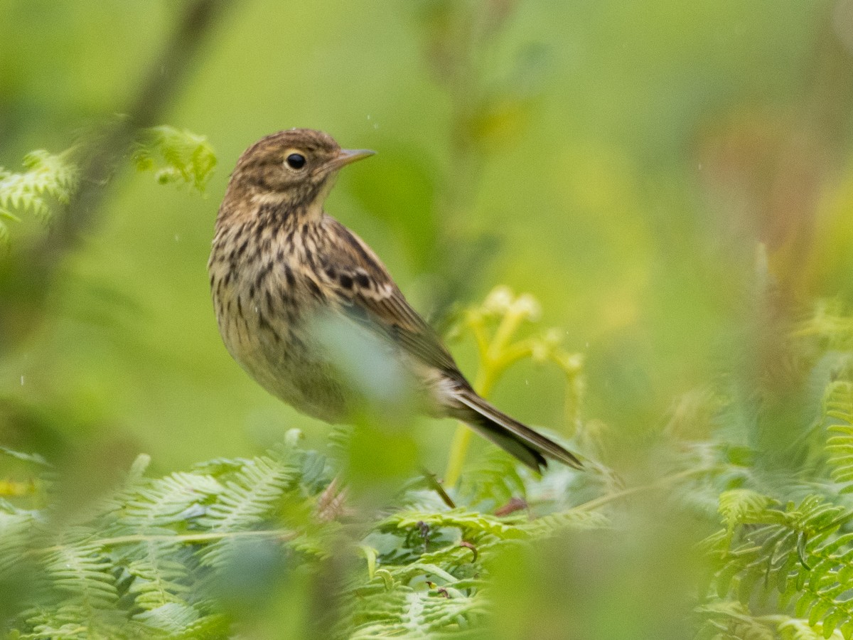 Meadow Pipit - ML638943410