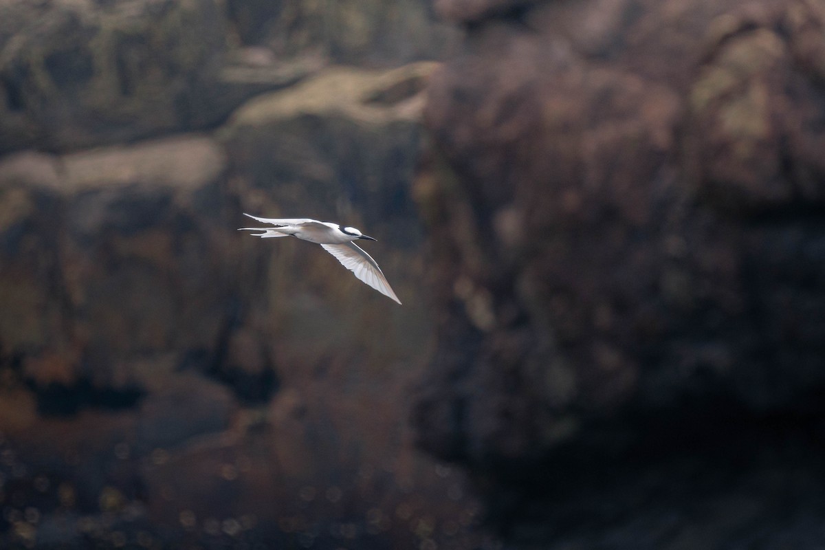 Black-naped Tern - ML638943437
