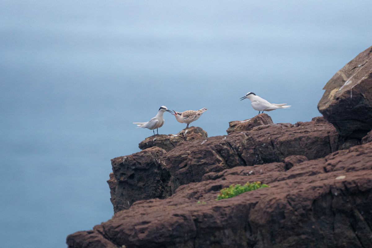Black-naped Tern - ML638943438