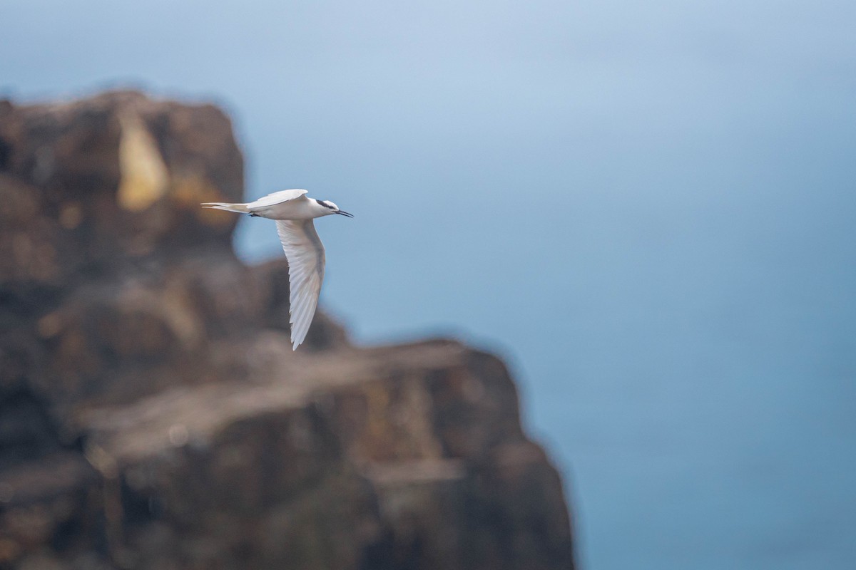 Black-naped Tern - ML638943439