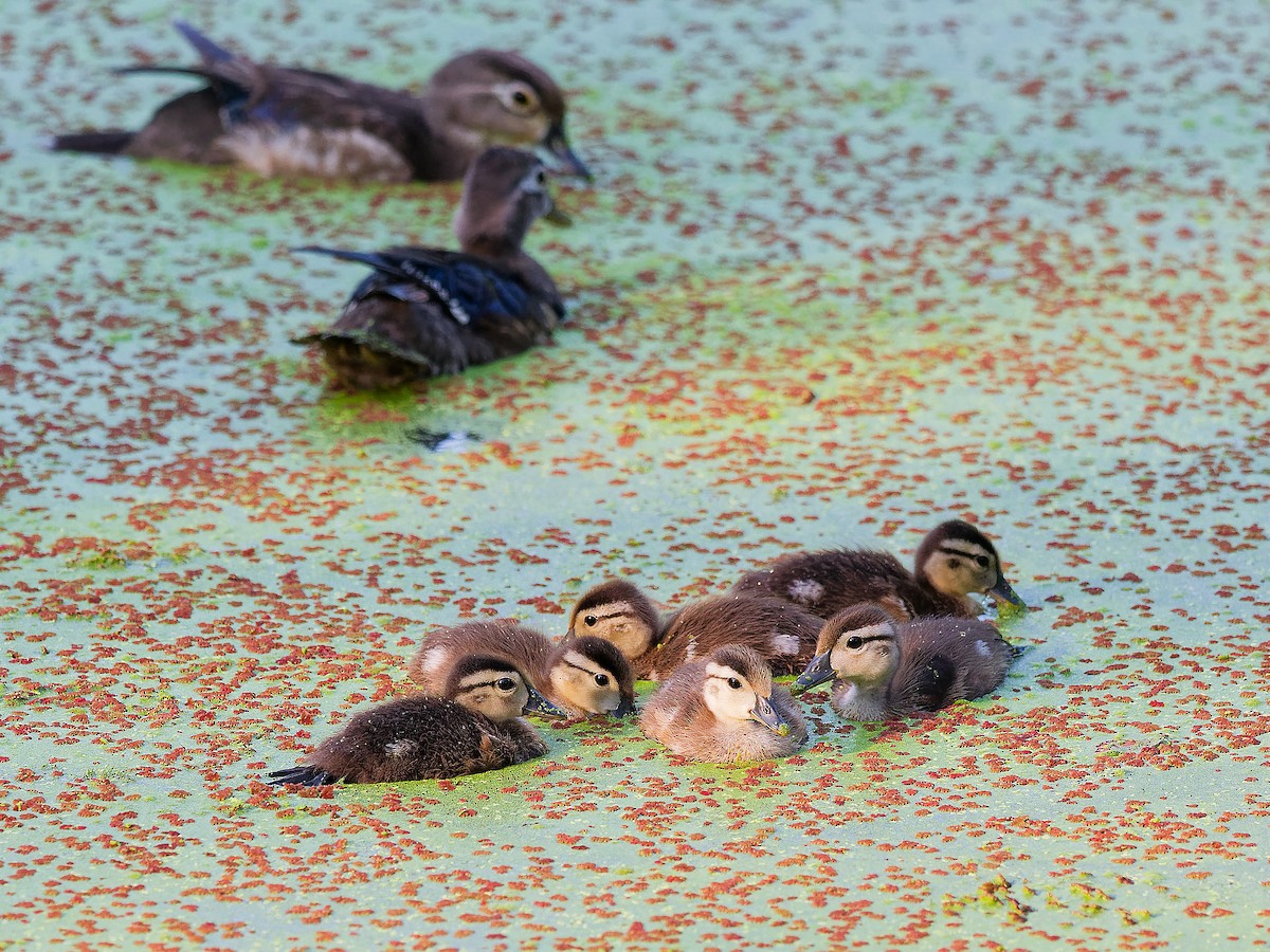 Wood Duck - ML638943470