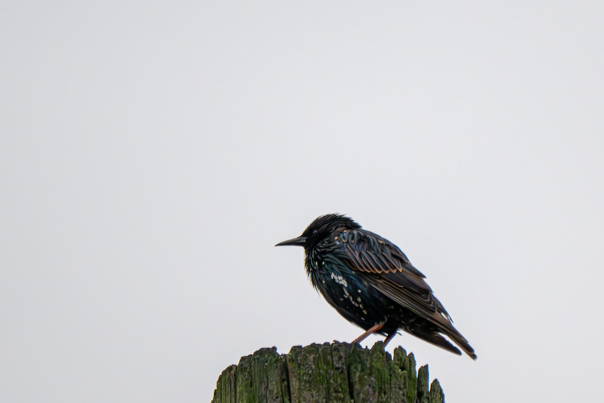 European Starling - ML638943484