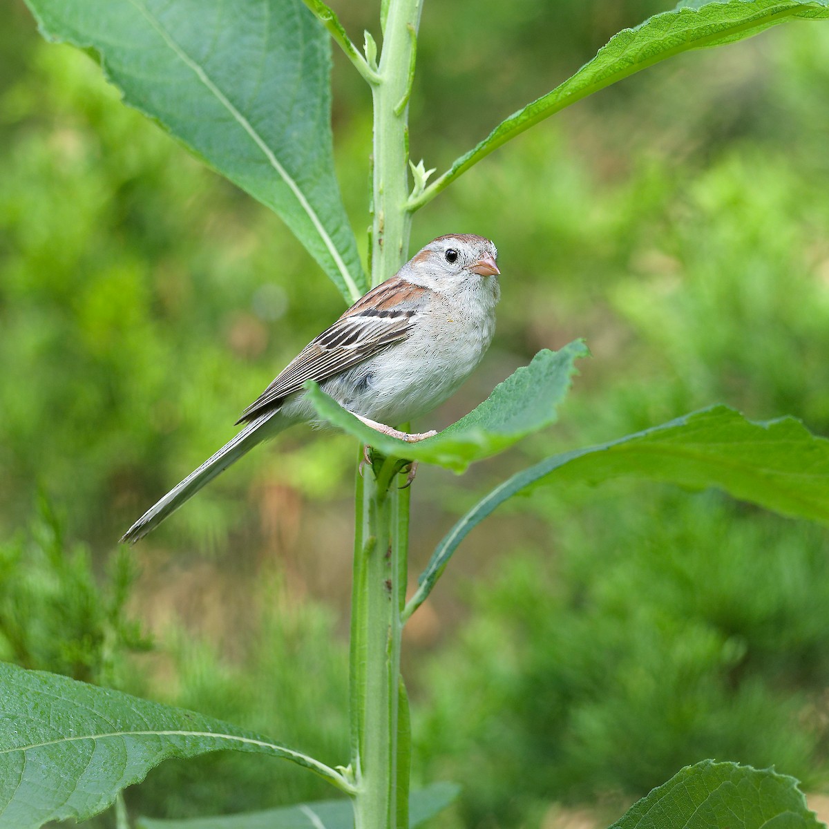 Field Sparrow - ML638943485