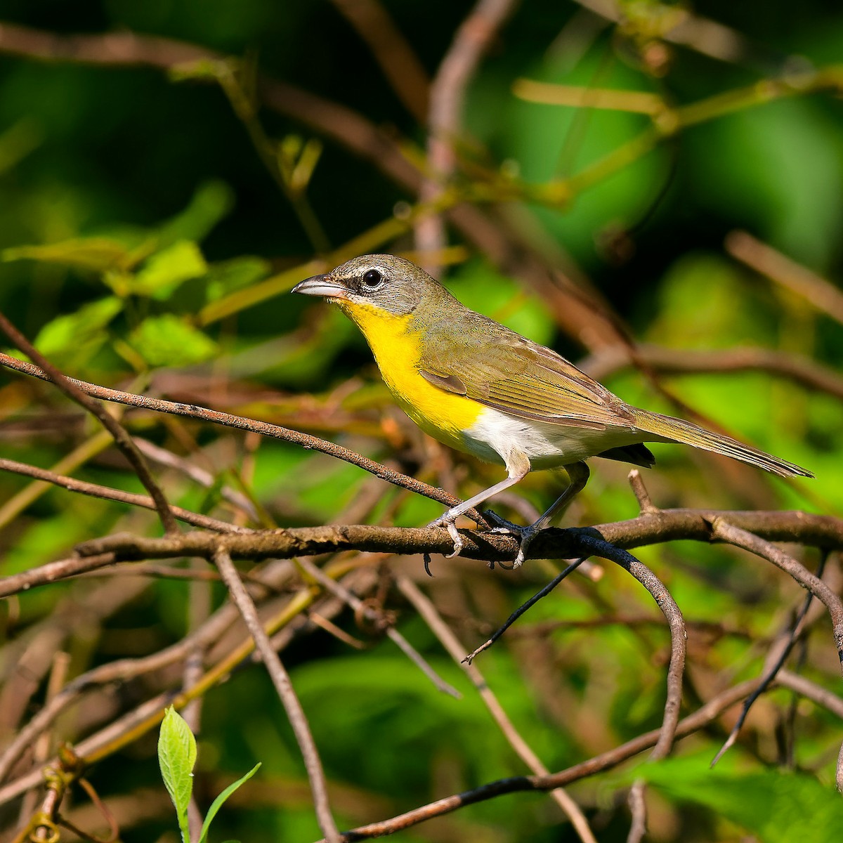 Yellow-breasted Chat - ML638943493