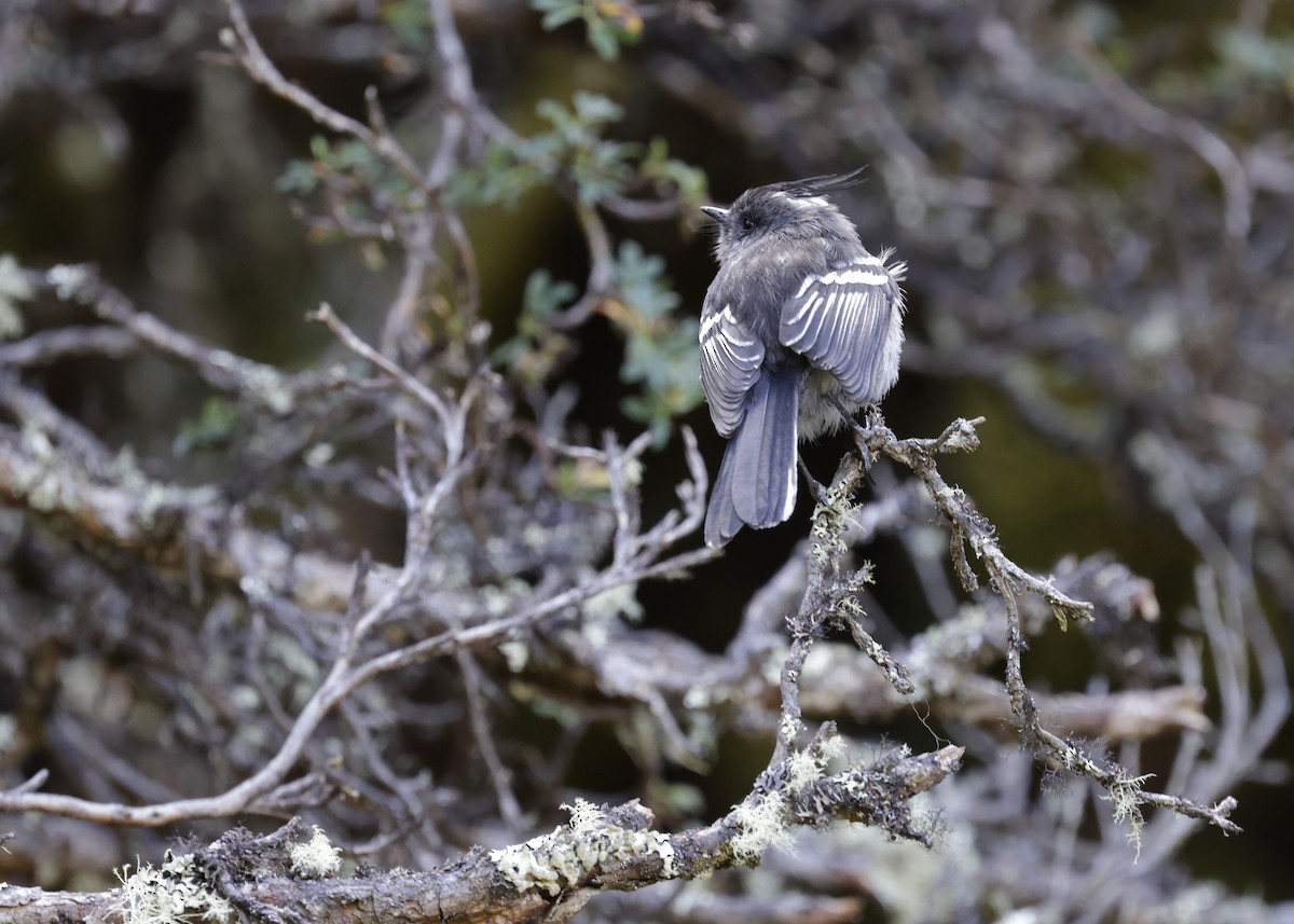 Taurillon gris - ML638943506