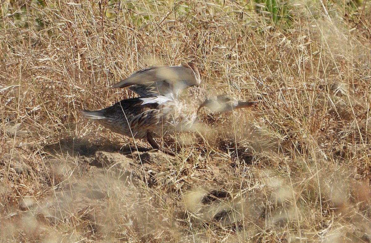 Gadwall - ML638943560