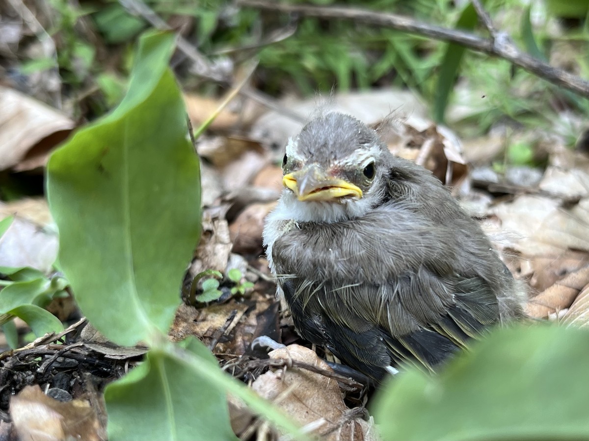 Kızıl Gözlü Vireo - ML638943565