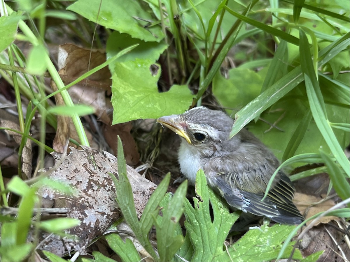 Kızıl Gözlü Vireo - ML638943567