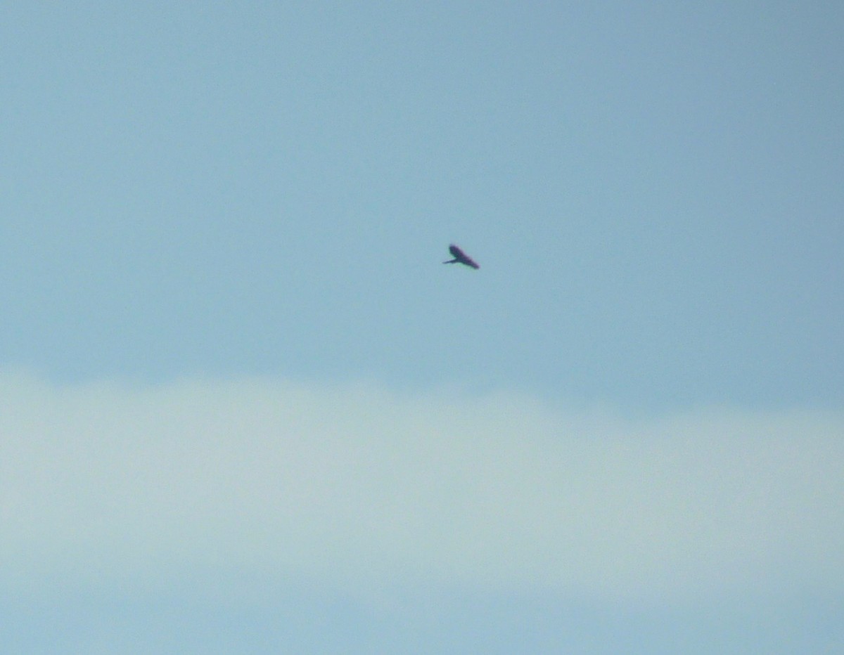 Eurasian Goshawk - ML638943570
