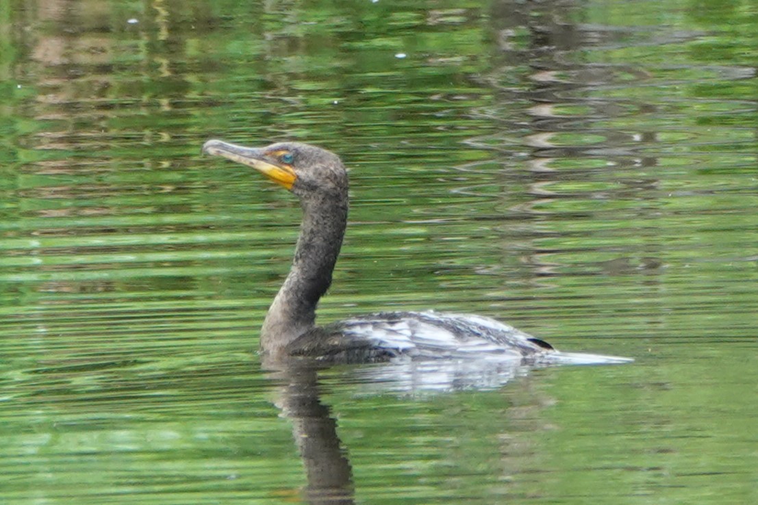 Cormorán Orejudo - ML638943593