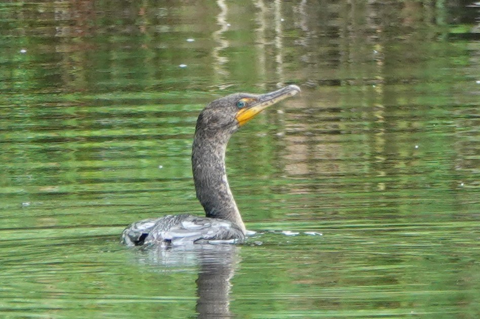 Cormorán Orejudo - ML638943599