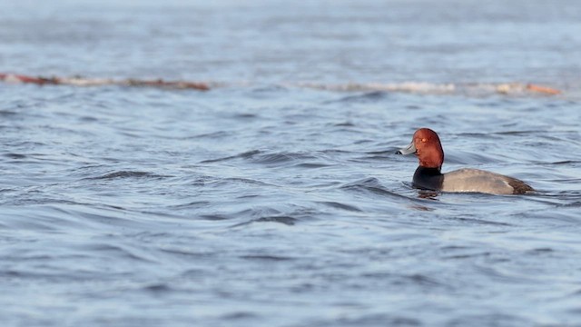Redhead - ML638943640