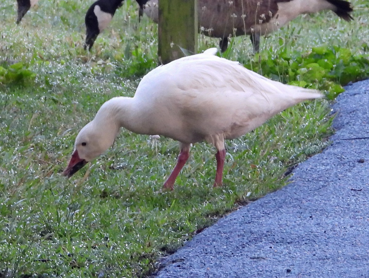 Snow Goose - ML638943651