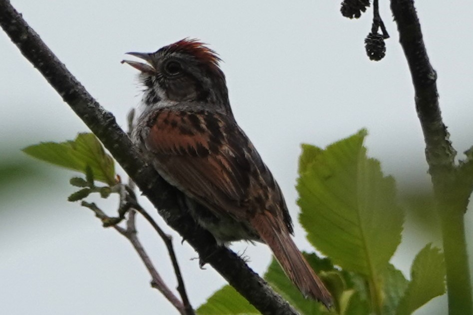 Swamp Sparrow - ML638943656