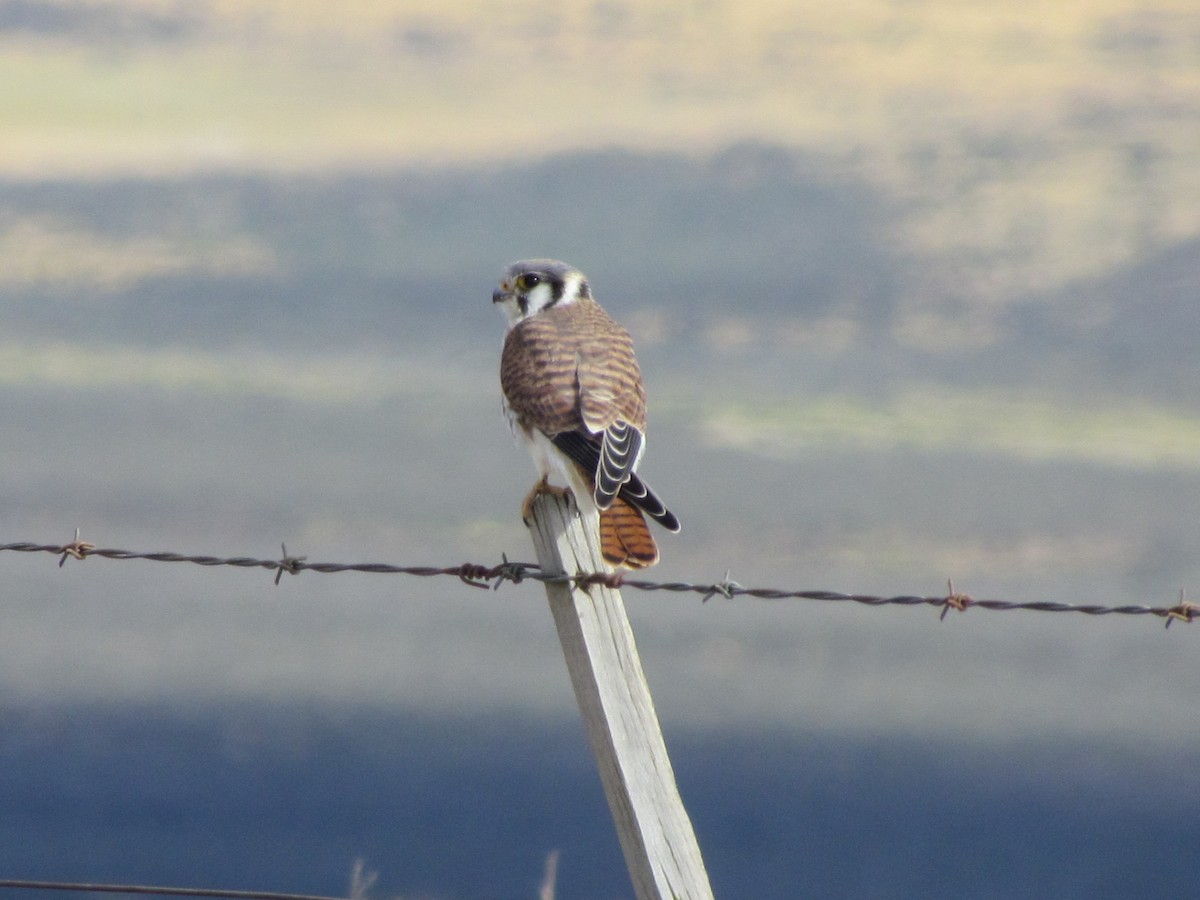 American Kestrel - ML638943682