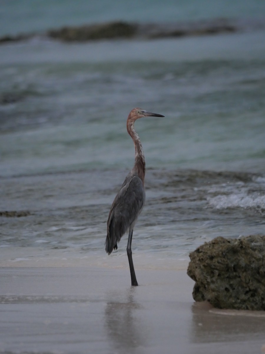 Reddish Egret - ML638943683
