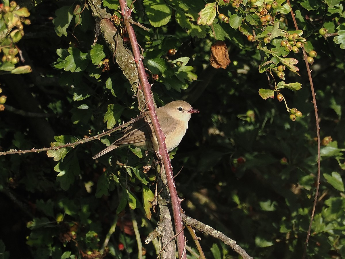 Garden Warbler - ML638943697