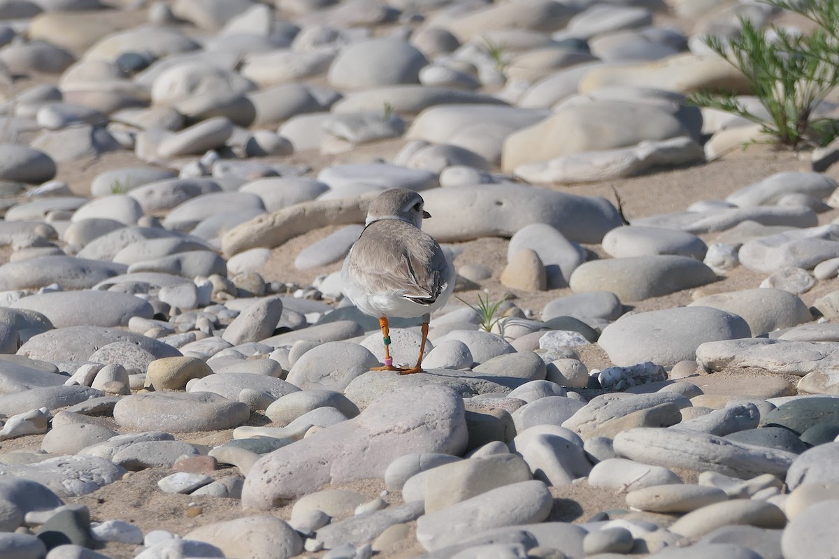 Piping Plover - ML638943700